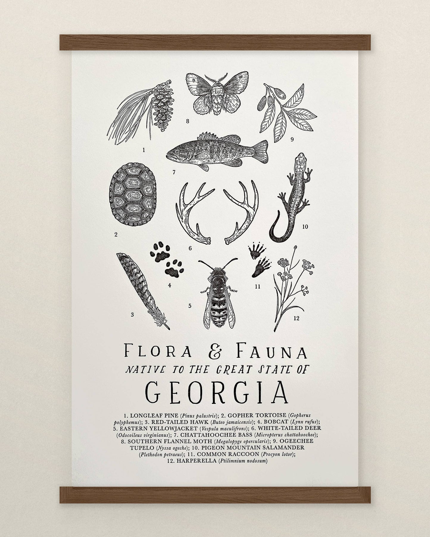 Georgia Field Guide