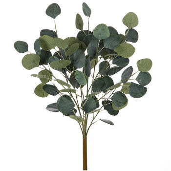 Eucalyptus Bush