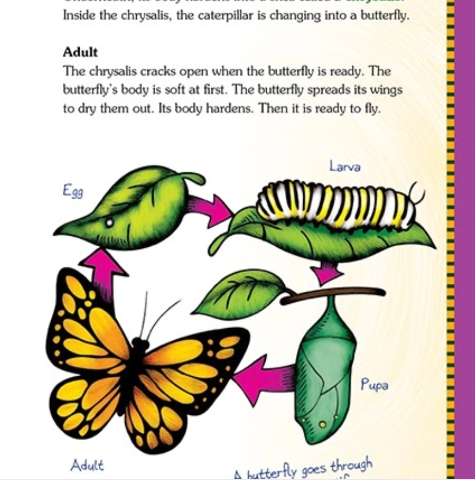 Making Butterfly Gardens Book
