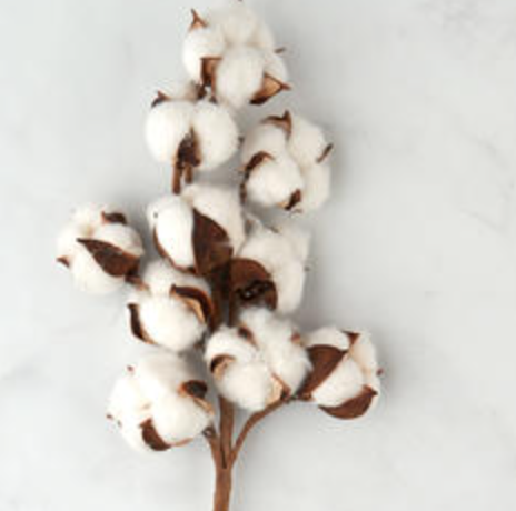 Cotton Stem 16"